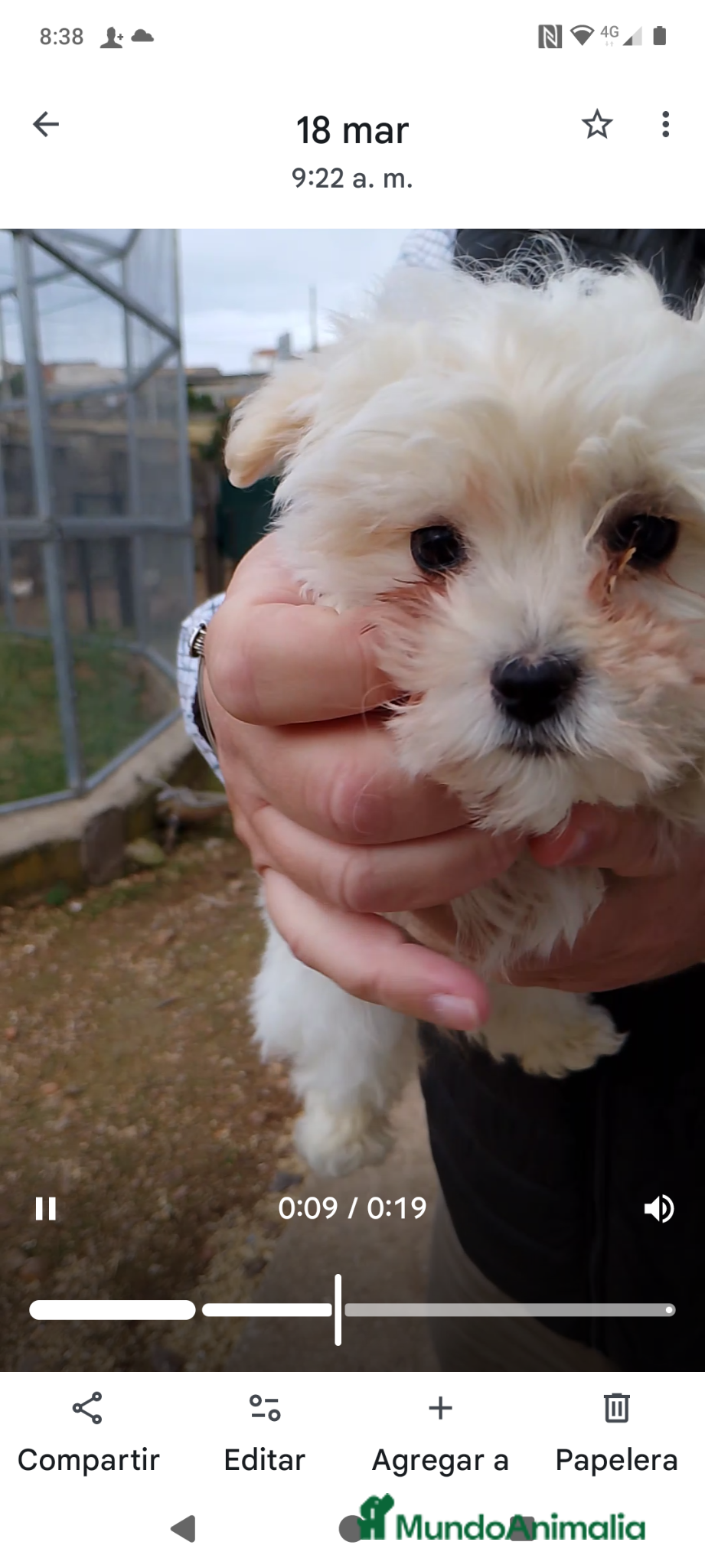Maltipoo perros Cachorro Maltipoo macho - Anuncio 1