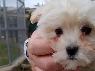 Maltipoo perros Cachorro Maltipoo macho - Anuncio 1