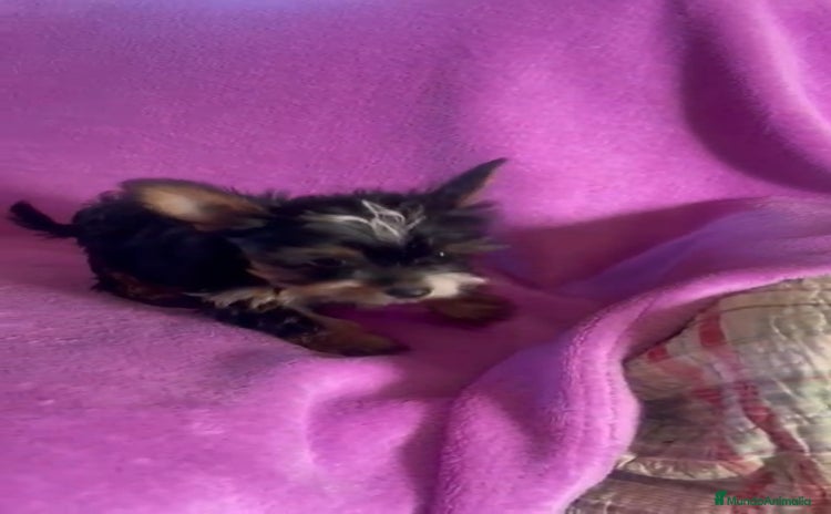 Biewer Yorkshire Terrier a la Pom Pon perros - Anuncio 2