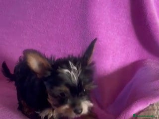 Biewer Yorkshire Terrier a la Pom Pon perros - Anuncio 26