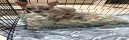 Chihuahua perros en venta: chihuahua toy marron blue ojos azules  - Anuncio 7