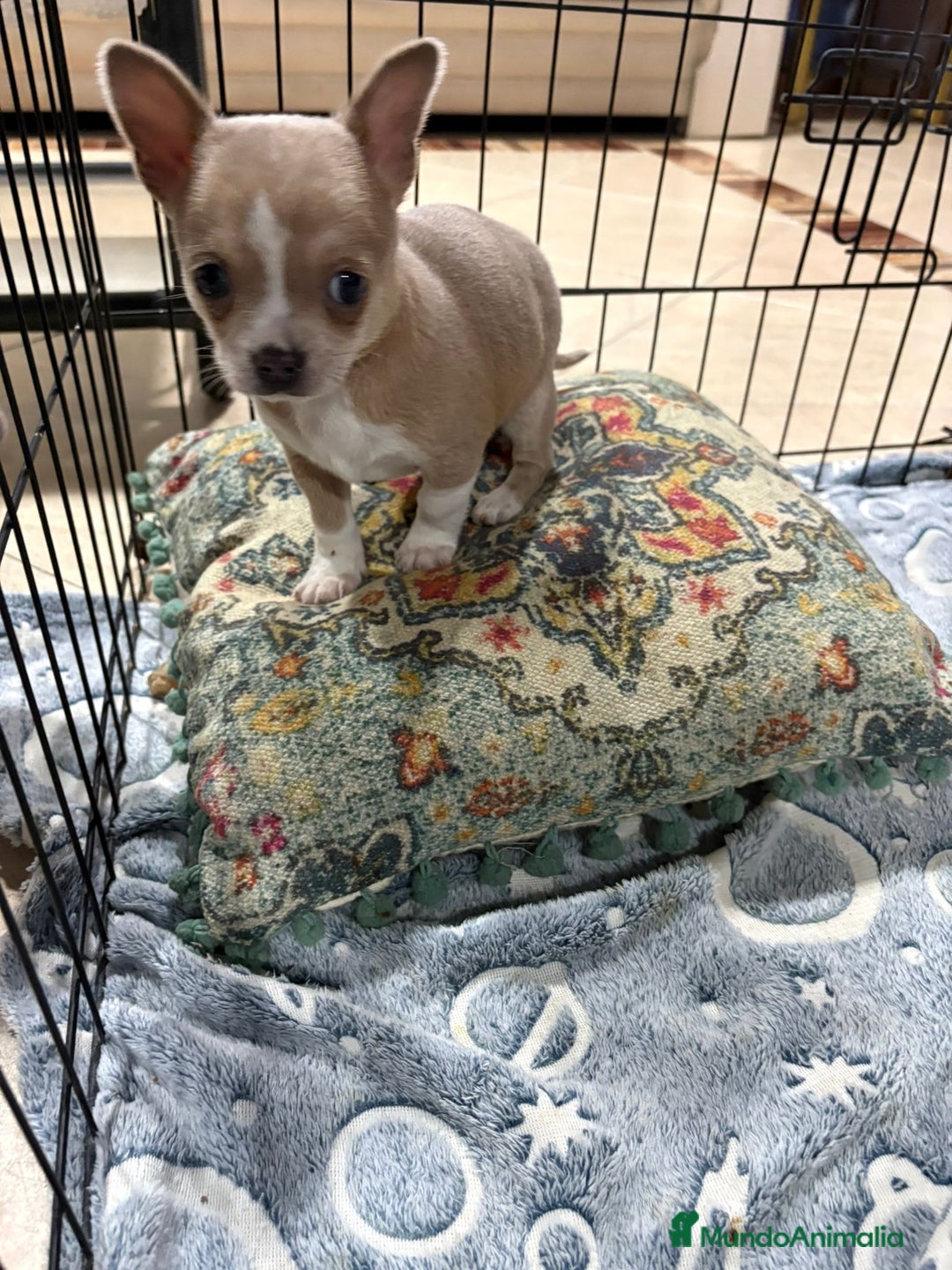 Chihuahua perros en venta: chihuahua toy marron blue ojos azules  - Anuncio 7
