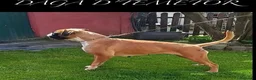 Boxer perros en venta: Boxer - Anuncio 10