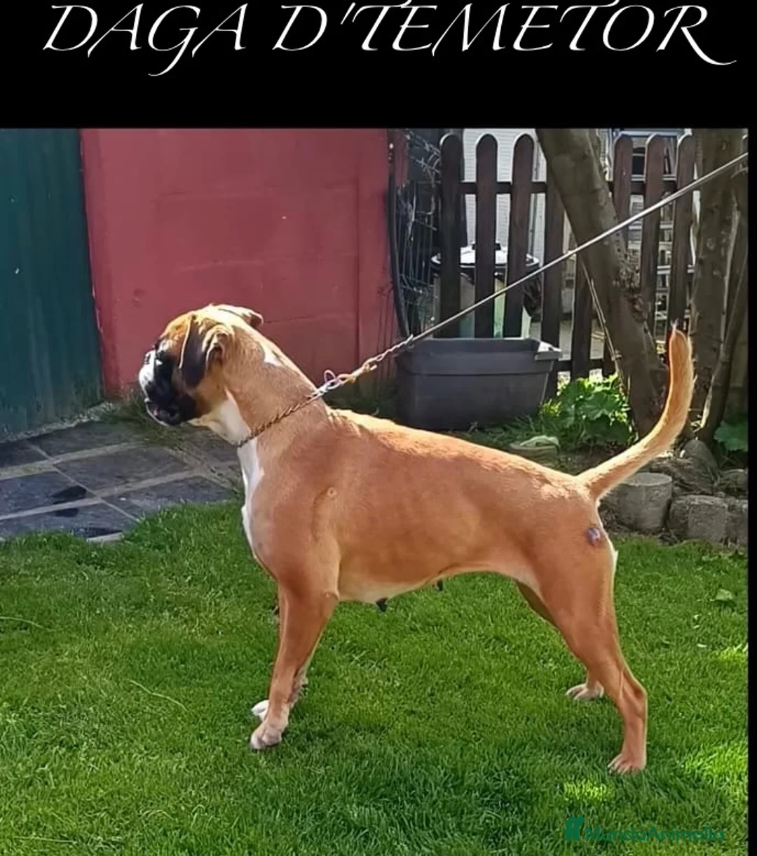 Boxer perros en venta: Boxer - Anuncio 10