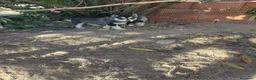 Husky Siberiano perros en venta: Huskys siberianos de Calidad  - Anuncio 3