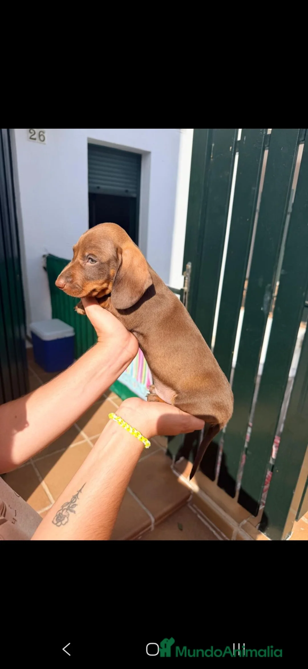 Teckel perros en venta: TECKEL - Anuncio 1