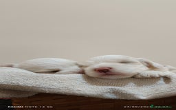 Shih Tzu perros en venta: EXCELENTES CACHORROS - Imagen 2
