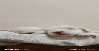Shih Tzu perros - Anuncio 2