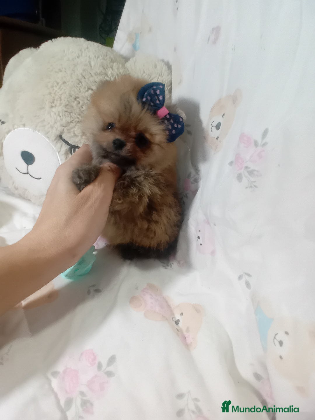 Pomerania perros en venta: ‼️POMERANIAS TAMAÑO TOY - Imagen 1