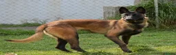 Pastor Belga Malinois perros en venta: PASTOR BELGA MALINOIS  - Anuncio 3