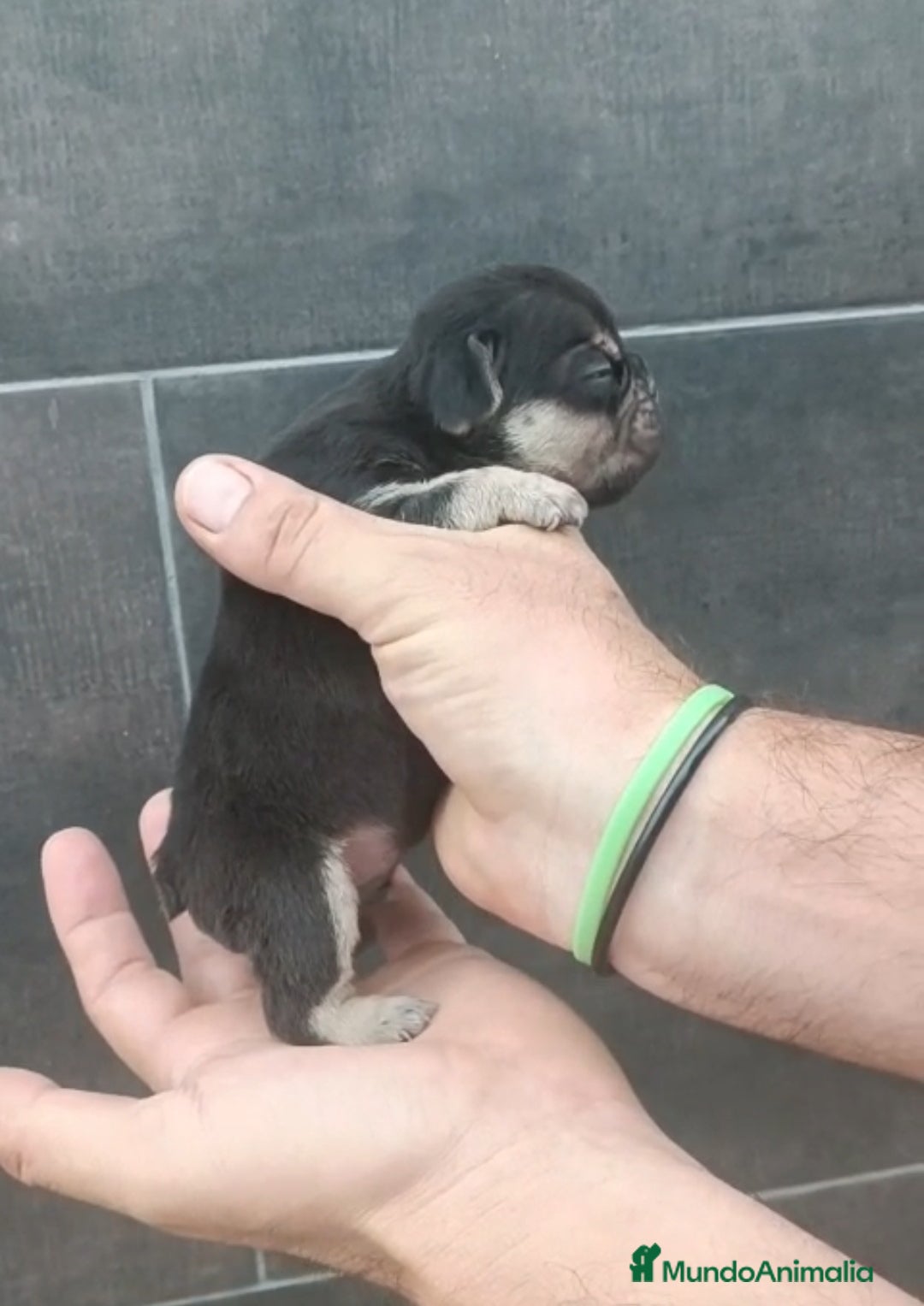 Bulldog Francés perros en venta: Bulldog francés cocoa tan - Imagen 1