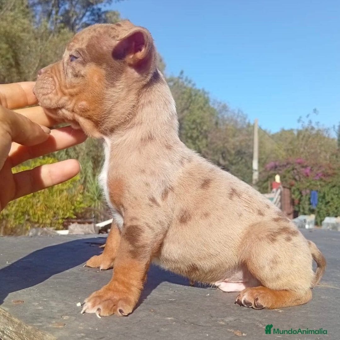American Bully perros en venta: American bully - Anuncio 7