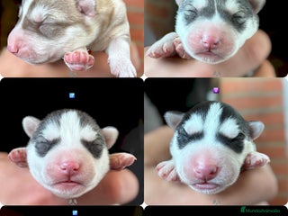 Husky Siberiano perros Husky Siberiano - cachorros - Anuncio 28