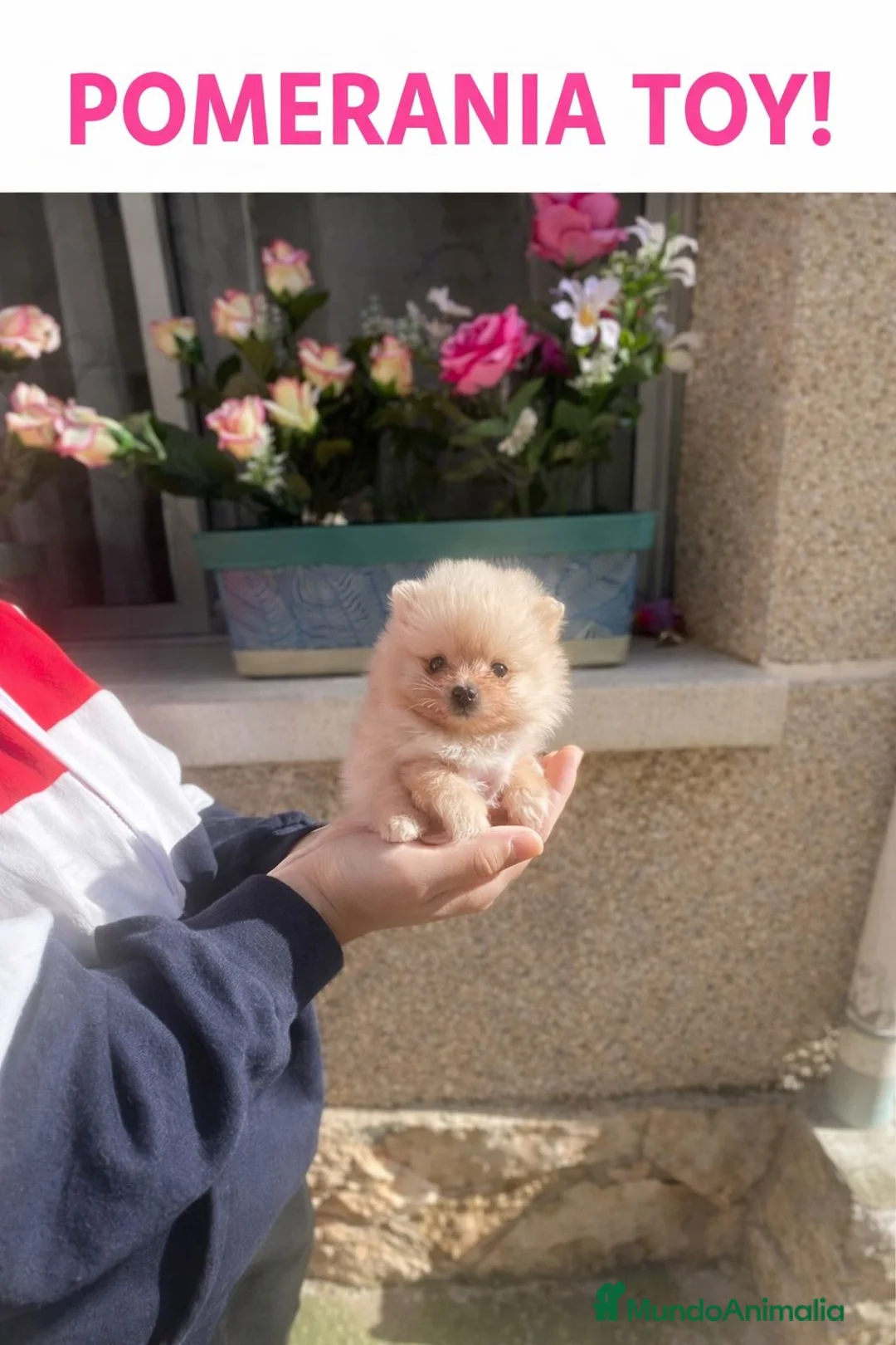 Pomerania perros en venta: Pomerania Toy Mini Crema – Hembra” - Anuncio 3