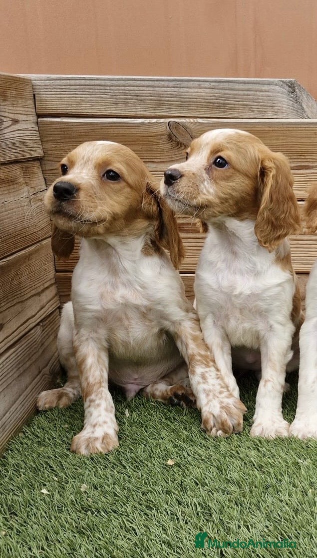 Épagneul Breton perros BRETONES - Anuncio 5