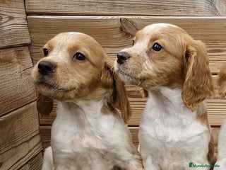 Épagneul Breton perros - Anuncio 14