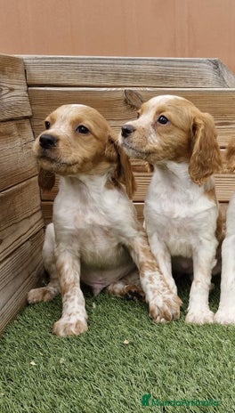Épagneul Breton perros - Anuncio 20