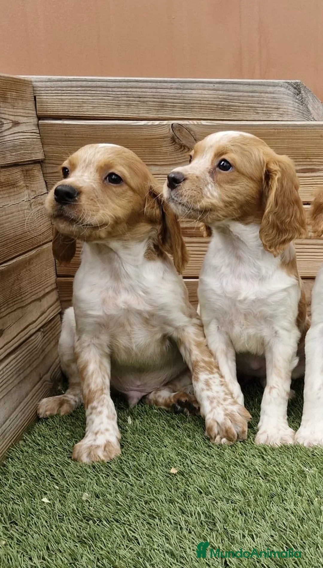 Épagneul Breton perros en venta: BRETONES - Anuncio 1