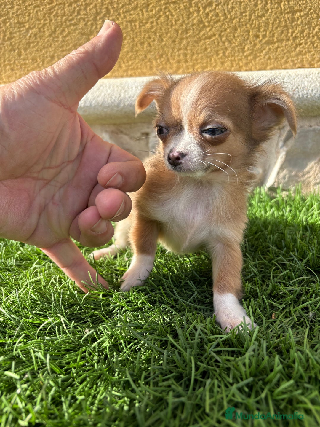 Chihuahua perros en venta: Chihuahua mini Toy pelo largo chocolate - Anuncio 17