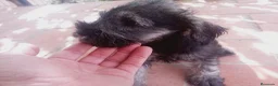 Schnauzer Miniatura perros en venta: Camada Titilla Schnauzer  - Anuncio 4