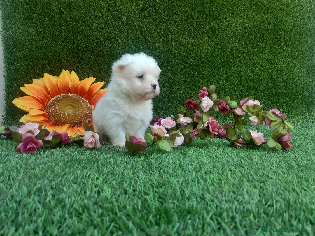 Bichón Maltés perros en venta:  BICHON MALTES  LINEA TOY   MUY CHATO - Anuncio 16