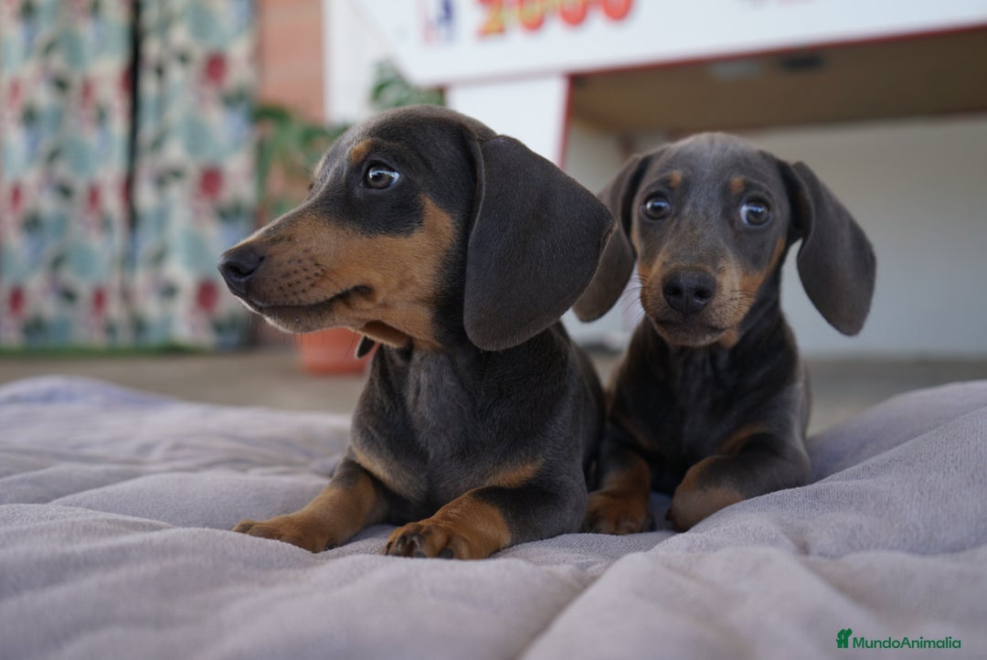 Teckel Miniatura perros en venta: 🌙 Tiko y Monchi – Teckel miniatura silver-blue 🐾 - Imagen 10