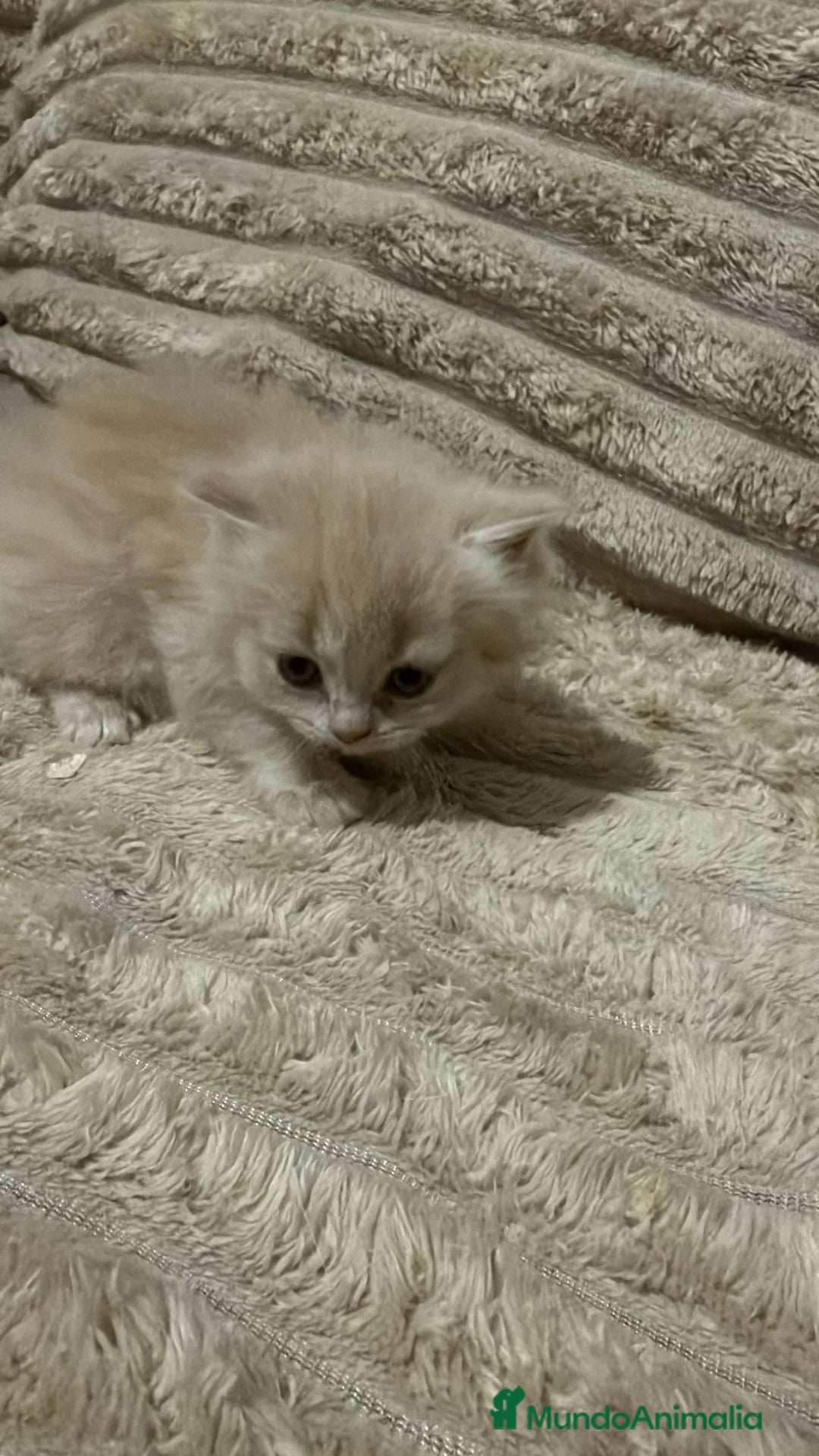 Persa gatos en venta: Gata persa - Anuncio 2