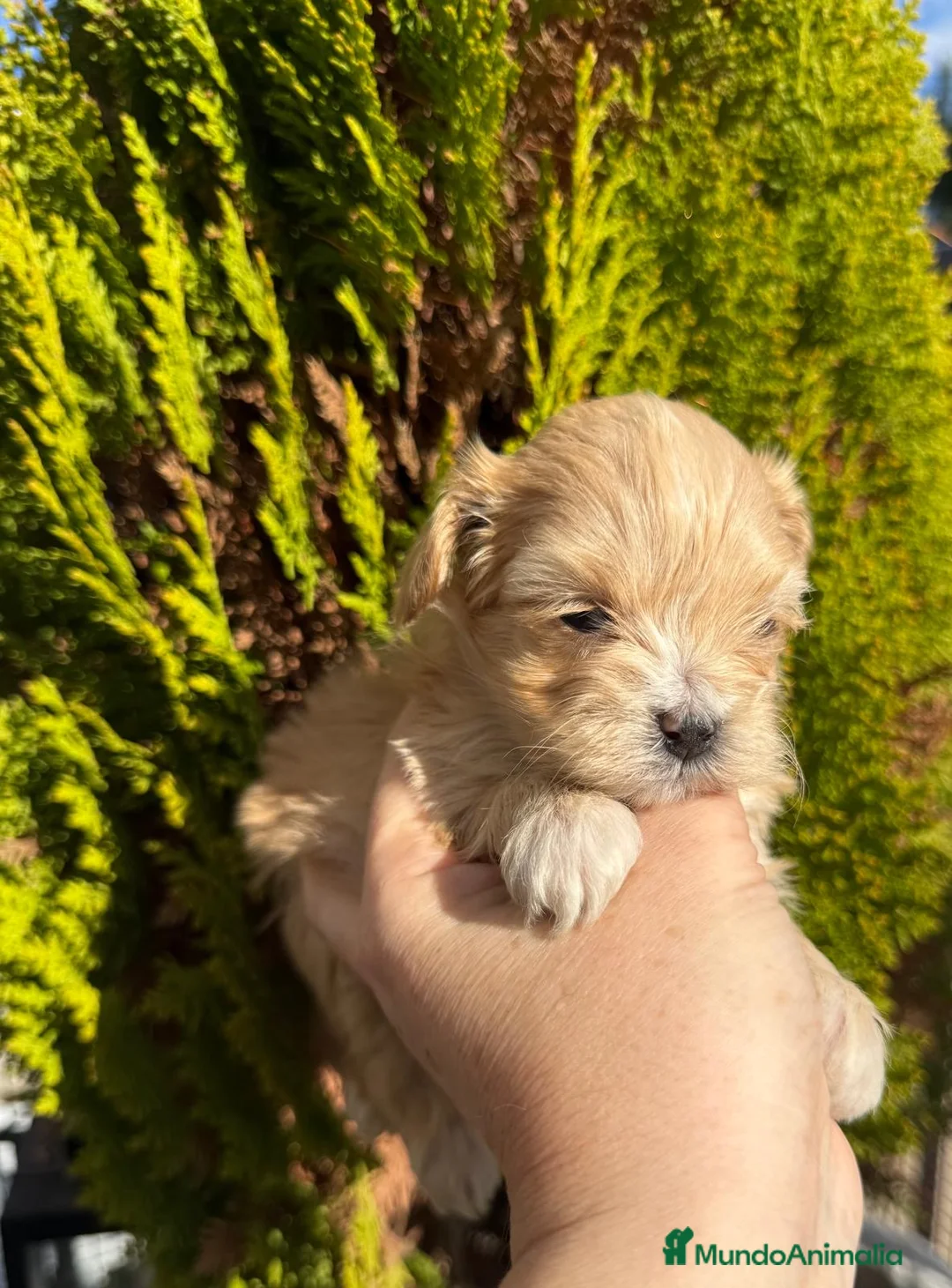 Maltipoo perros en venta: Maltipoo Toy!!! - Anuncio 7