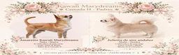 Chihuahua perros en venta: Excelente macho chihuahua rojo - Anuncio 2