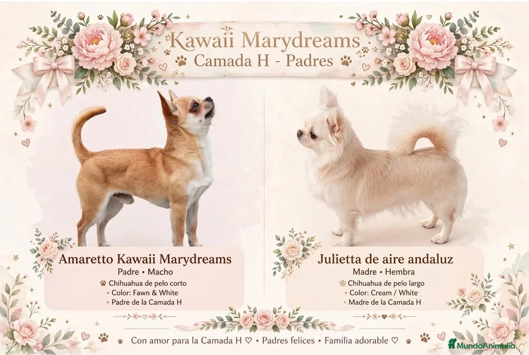 Chihuahua perros en venta: Excelente macho chihuahua rojo - Anuncio 2