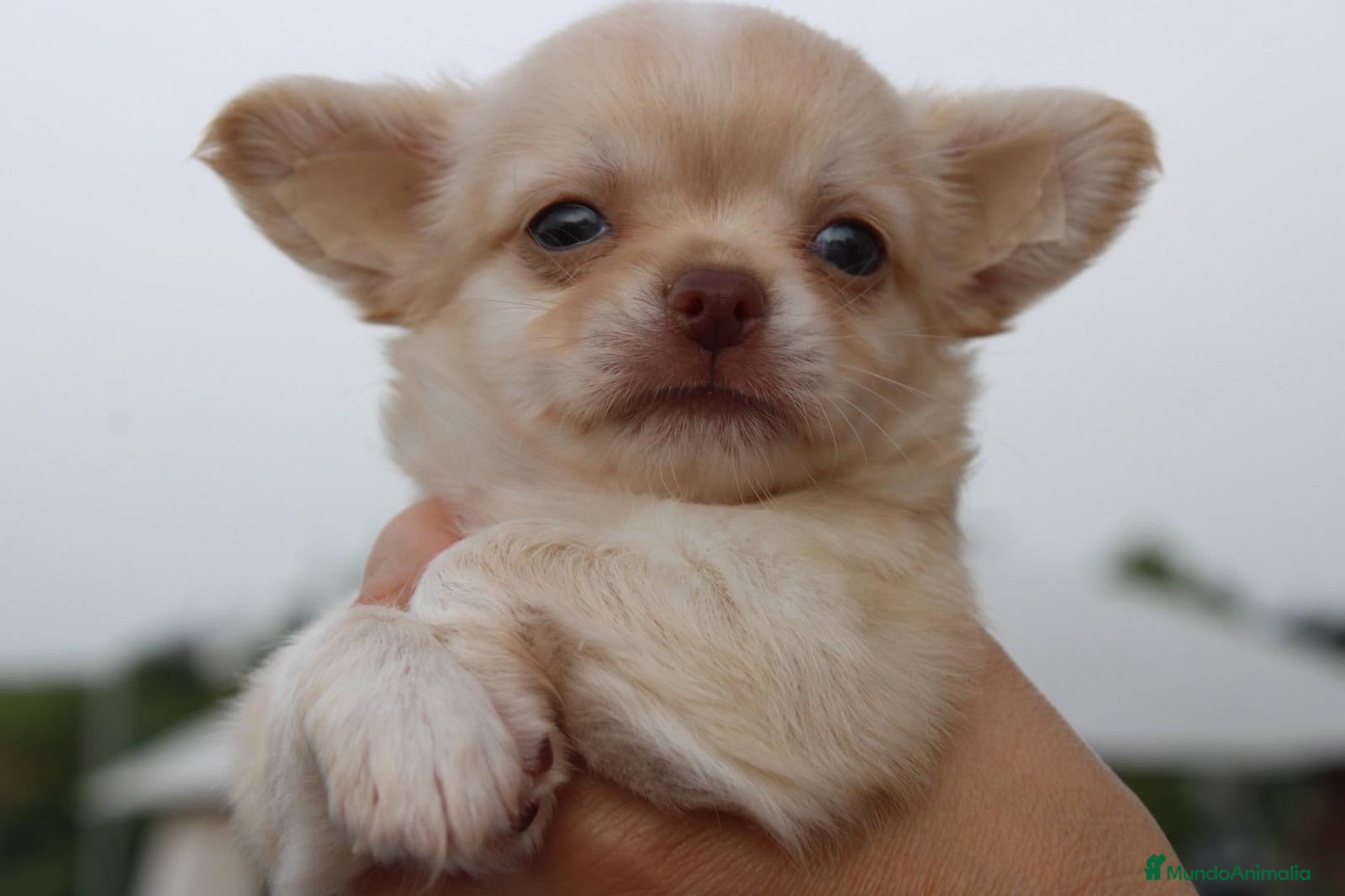 Chihuahua perros Chihuahuas pelo largo  - Anuncio 13