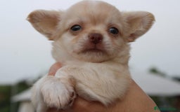 Chihuahua perros en venta: Chihuahuas pelo largo  - Imagen 1