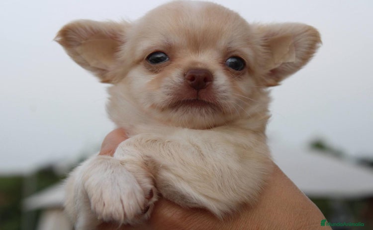 Chihuahua perros - Anuncio 1