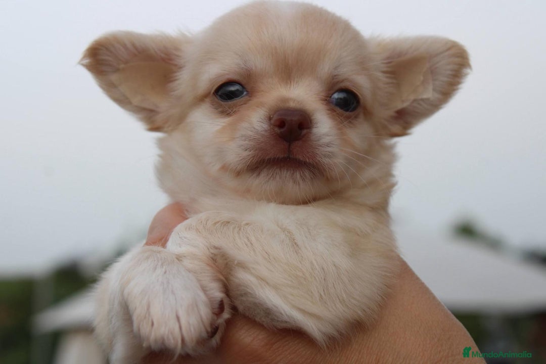Chihuahua perros en venta: Chihuahuas pelo largo  - Imagen 1