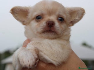 Chihuahua perros - Anuncio 11