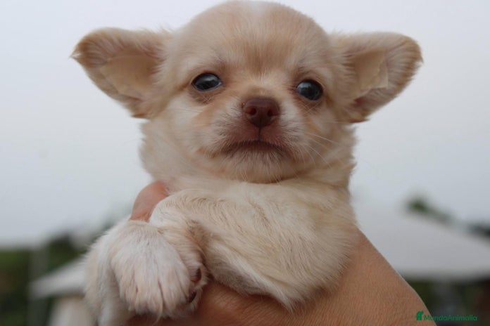 Chihuahua perros - Anuncio 11