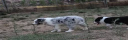 Border Collie perros en venta: Cachorro de Border Collie disponibles - Anuncio 13