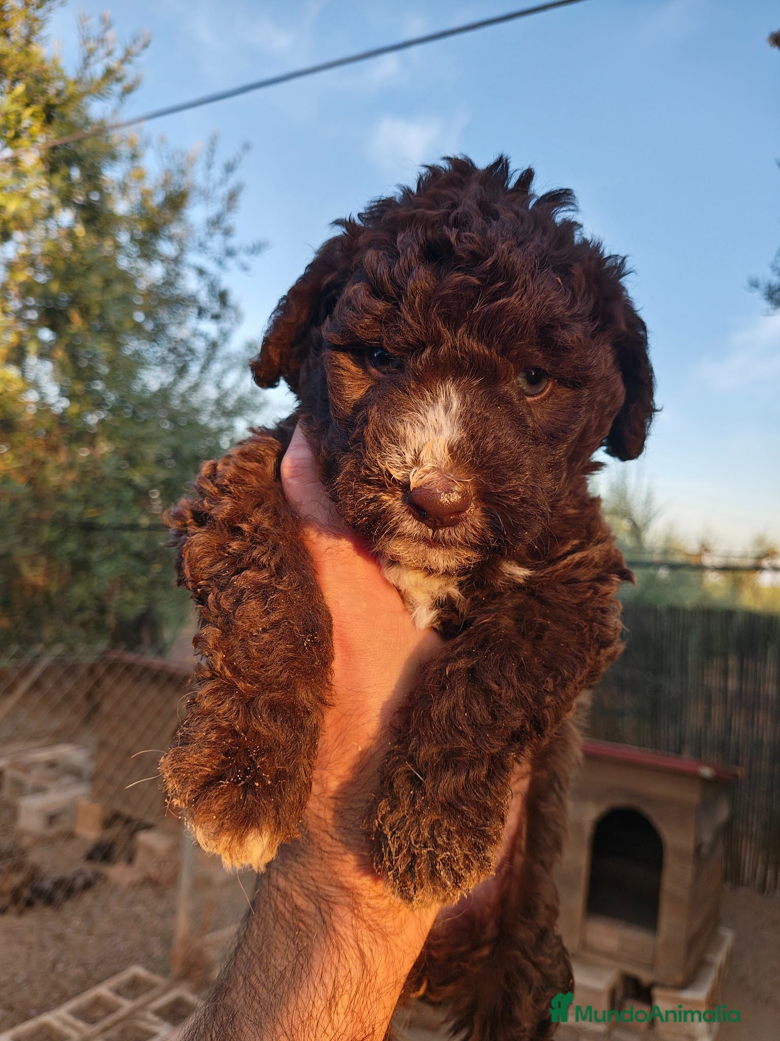 Perro de Agua Español perros Perro de agua en Sevilla  - Anuncio 7