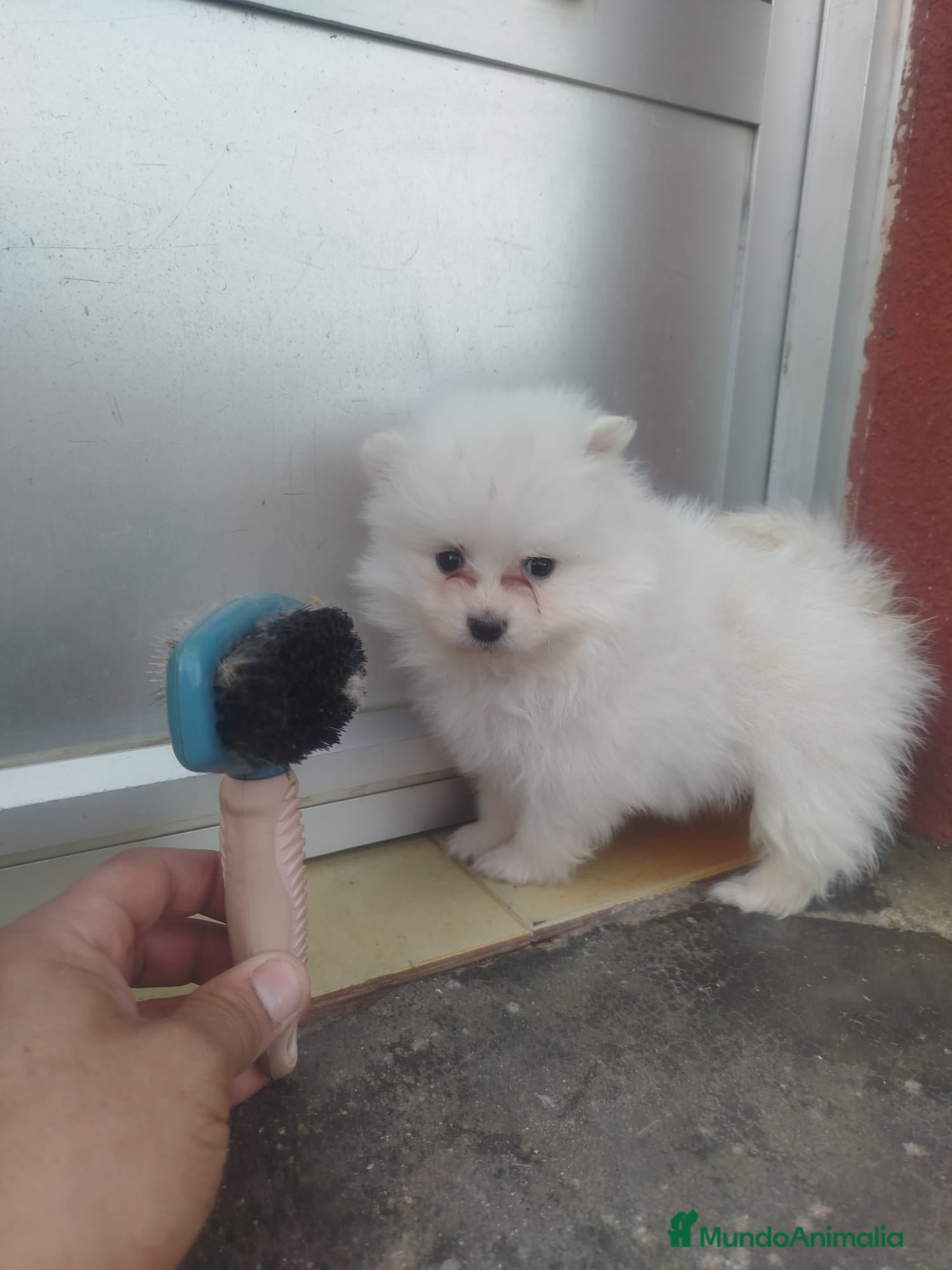 Pomerania perros POMERANIA CARITA DE OSO - MACHO Y HEMBRA  - Anuncio 2