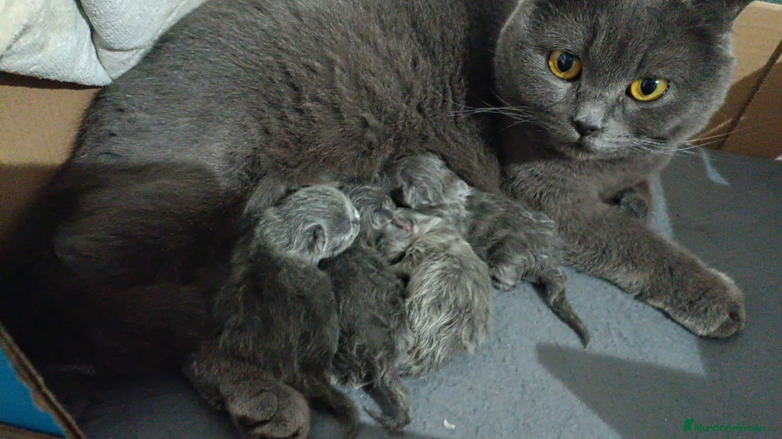 Británico de Pelo Corto Azul gatos Gatitos British en Barcelona - Anuncio 10