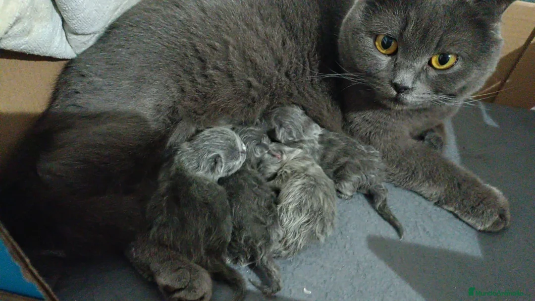 Británico de Pelo Corto Azul gatos en venta: Gatitos British en Barcelona - Anuncio 1