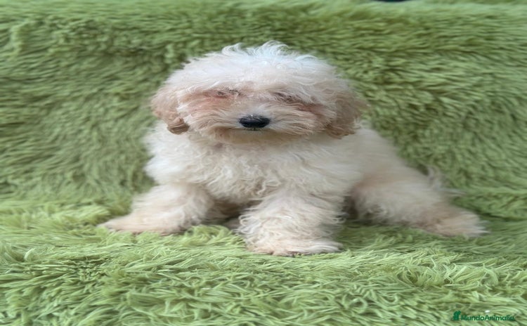 Caniche Mediano perros - Anuncio 1