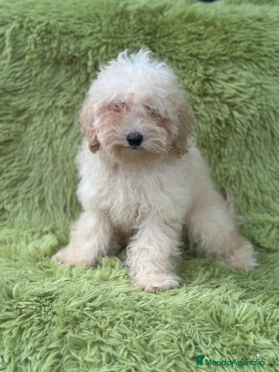 Caniche Mediano perros en venta: Caniche mediana crema  - Imagen 1