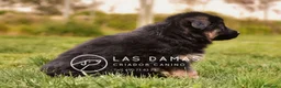 Pastor Alemán perros en venta: Pastor alemán disponibles - Anuncio 6