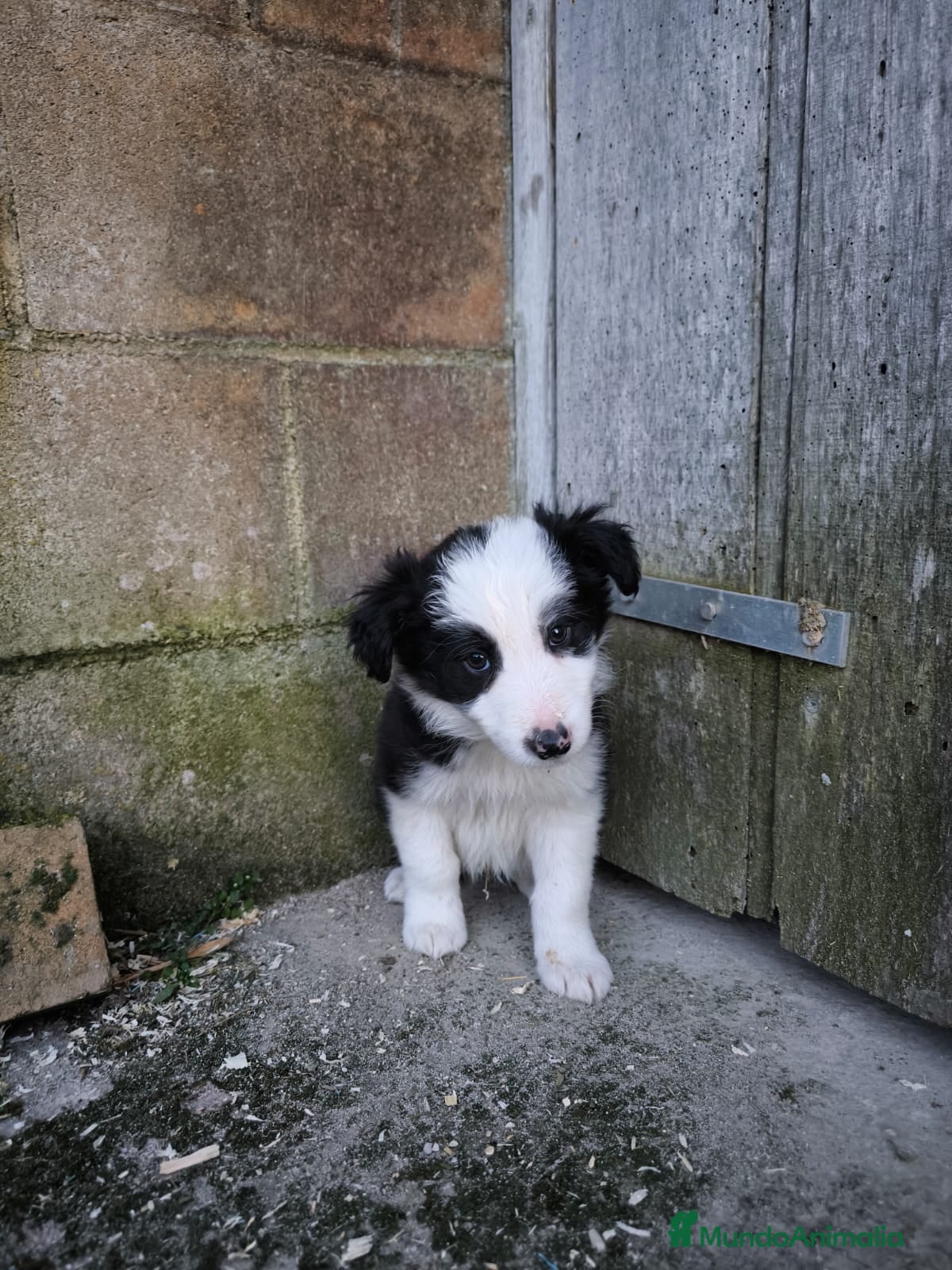 Border Collie perros Cachorros border collie varios colores! - Anuncio 1
