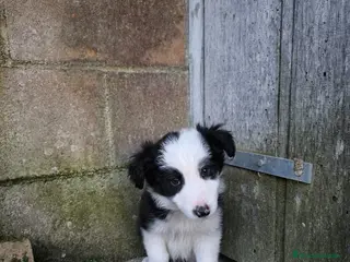Border Collie perros Cachorros border collie varios colores! - Anuncio 1