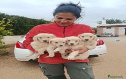 Golden Retriever perros en venta: Golden Retriever  - Imagen 2