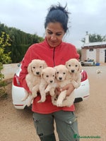 Golden Retriever perros Golden Retriever - Anuncio 1