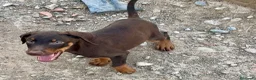 Dobermann perros en venta: ULTIMO MACHO CHOCOLATE - Anuncio 3