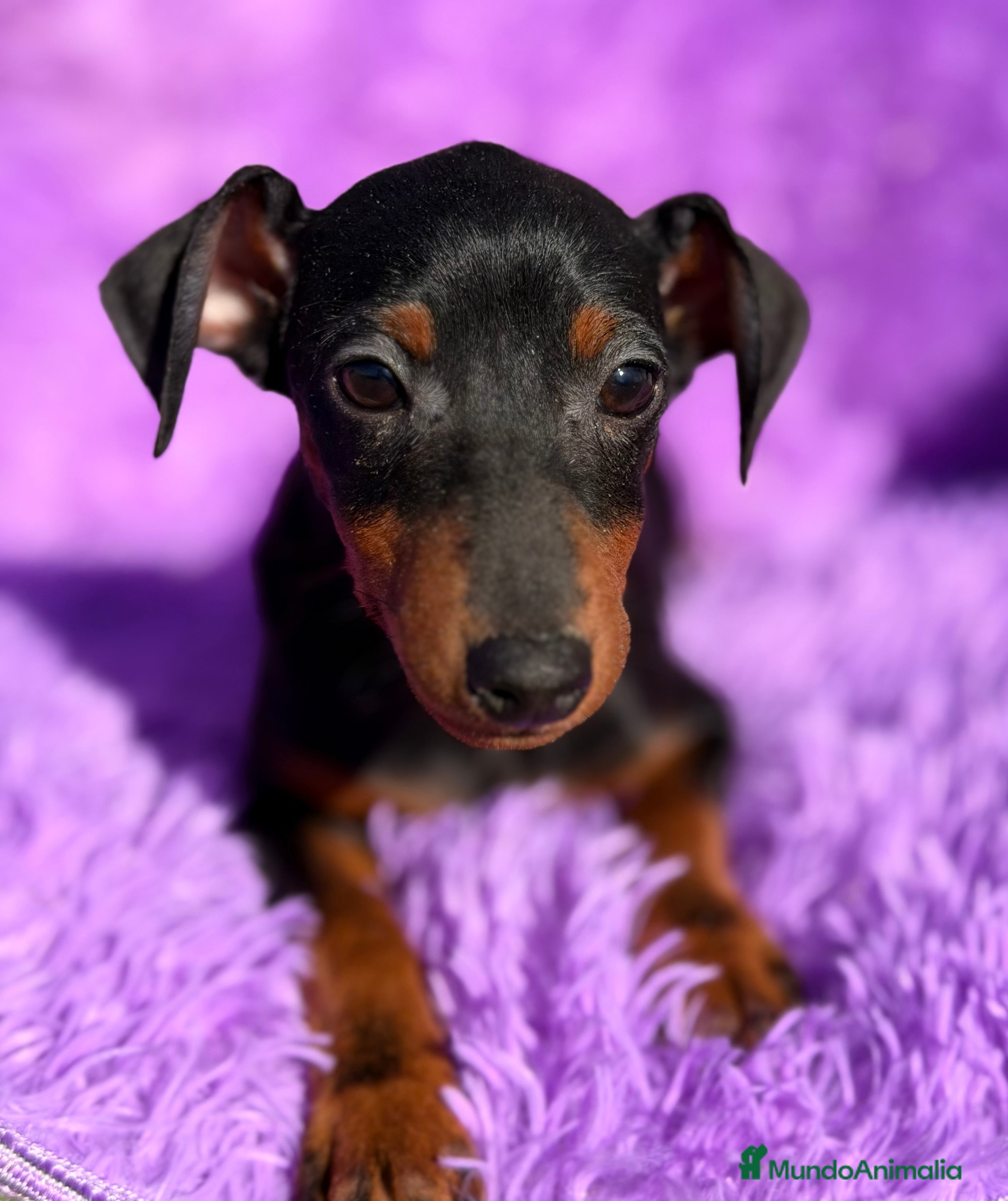 Pinscher Miniatura perros Minipincher hembra  - Anuncio 2